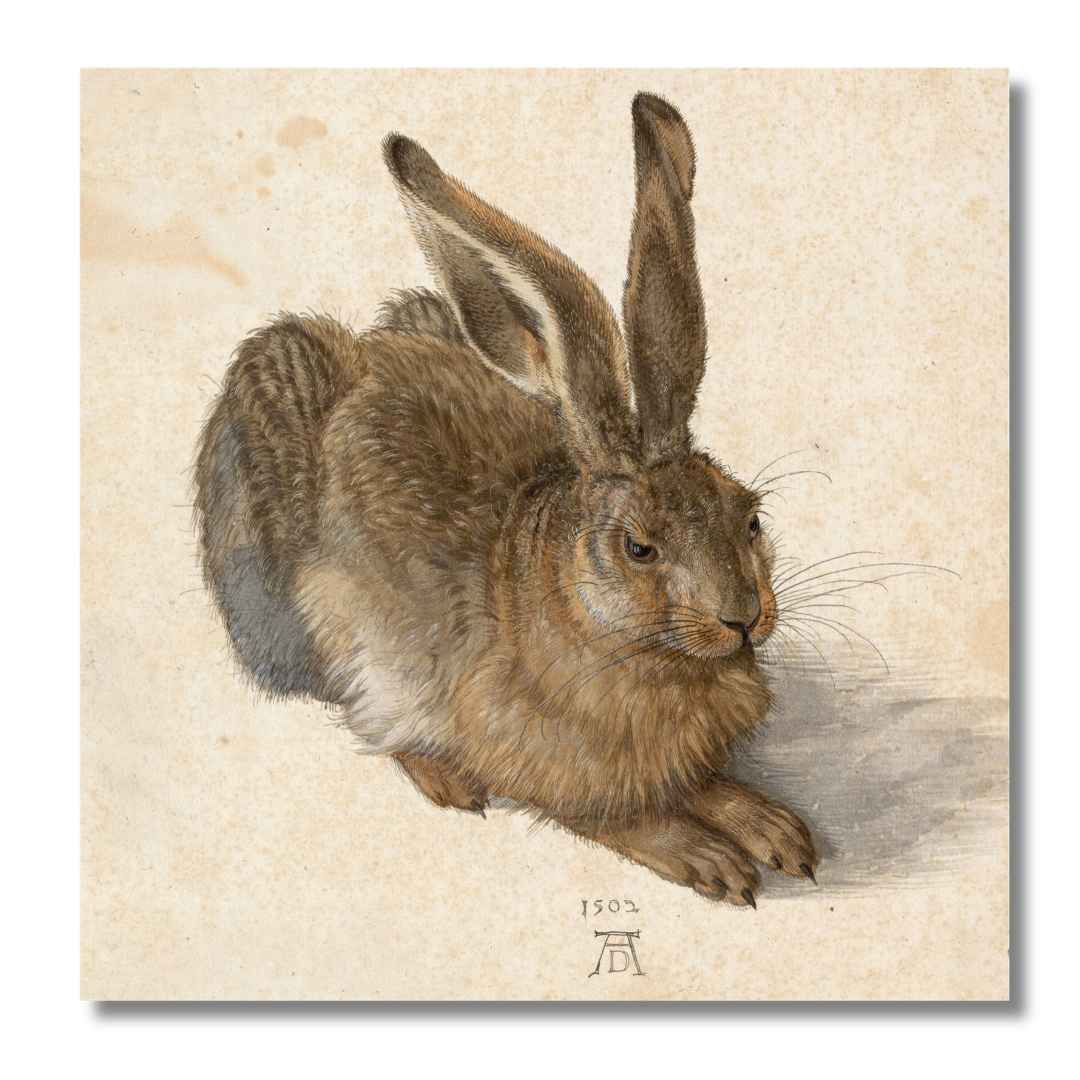 Albrecht Dürer - Mladý zajac